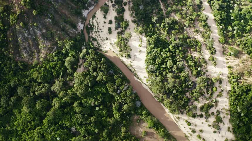 An aerial view of a forest is displayed