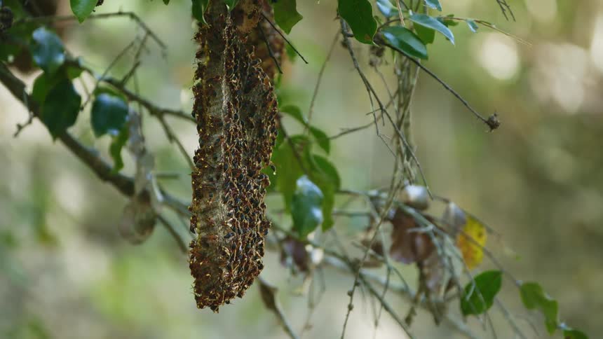 Insects on a tree