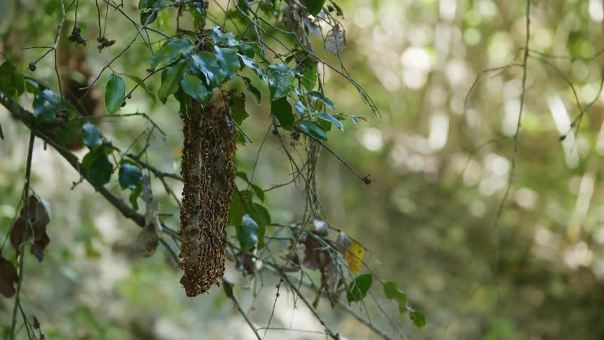 A swarm of insects on a tree