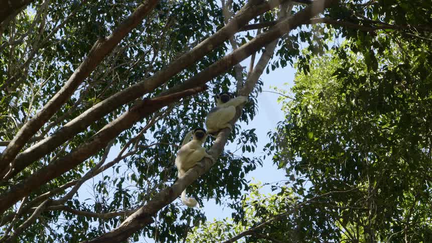 Two monkeys are sitting in a tree