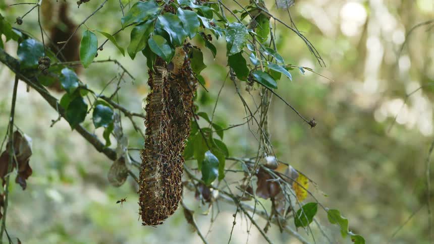 A beehive hangs from a tree branch with green leaves