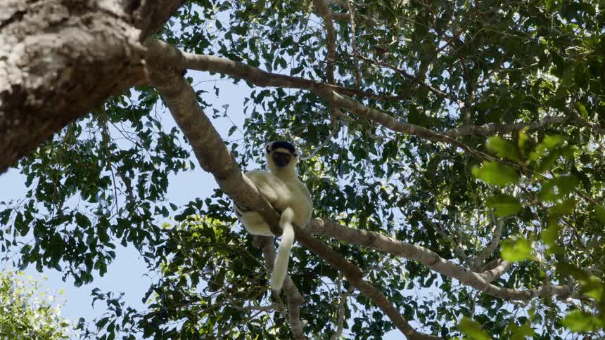 A white colored monkey sits high up on a tree branch