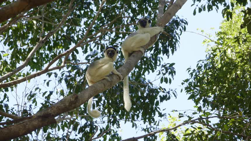 A pair of lemurs rest on a tree branch