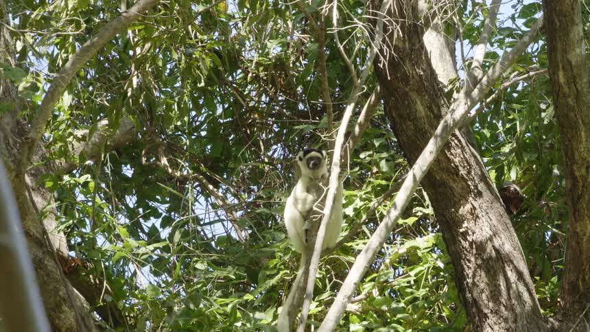 A monkey sitting in a tree