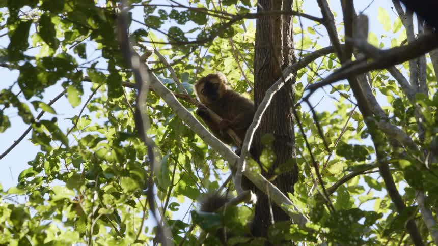 An animal is sitting high up in the tree