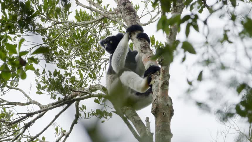 A lemur hanging from a branch of a tree during the day