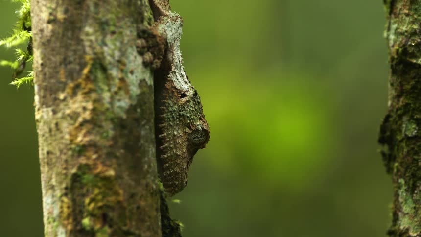 A lizard sleeps facing down on the side of a tree