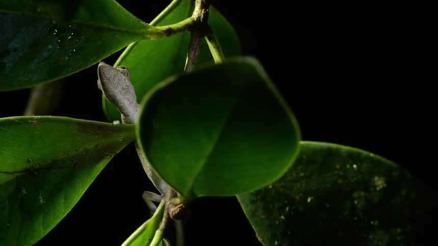 Lizard climbs over the green leaf