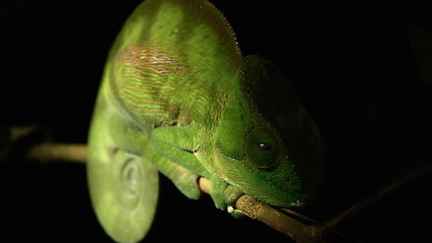 A chameleon resting on a tree branch in the darkness