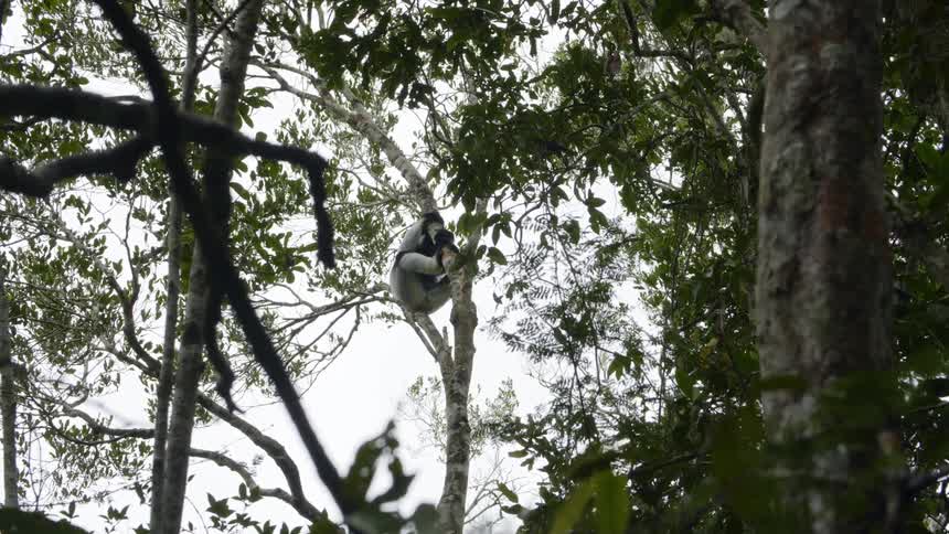 A wild animal climbs a tree in a forest