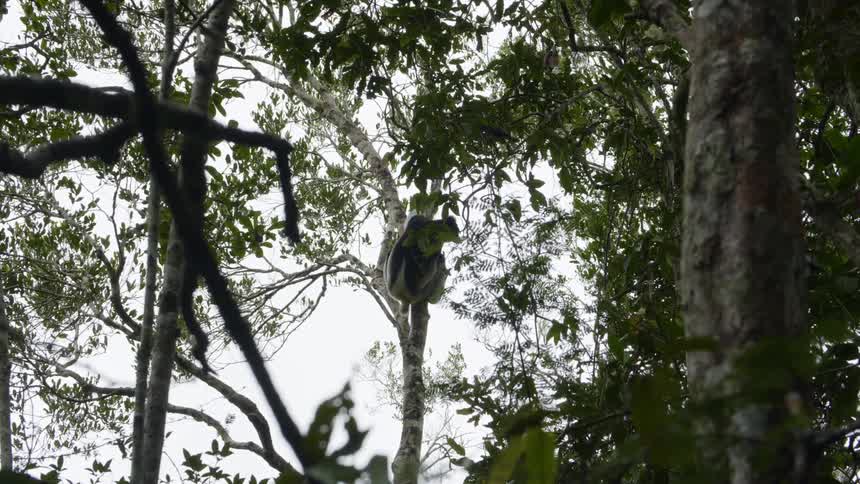 A lemur jumping from tree to tree in forest