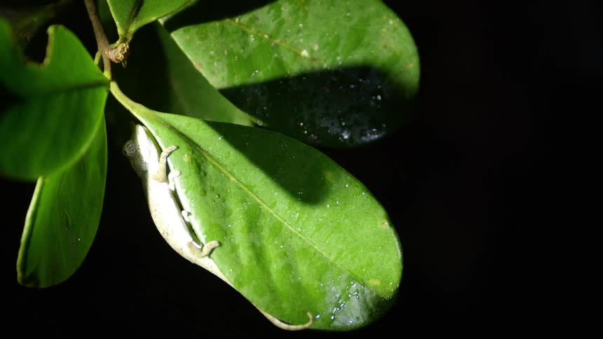 A lizard clings to a green leaf in the dark