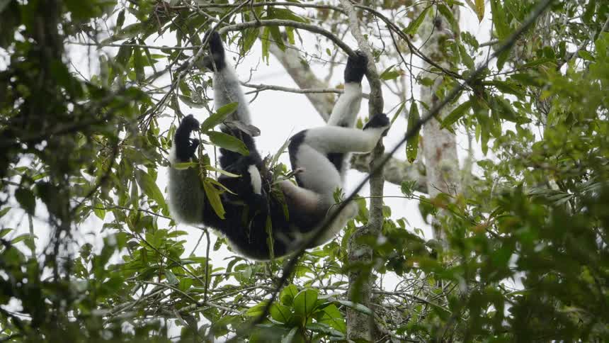 A monkey is hanging from a tree
