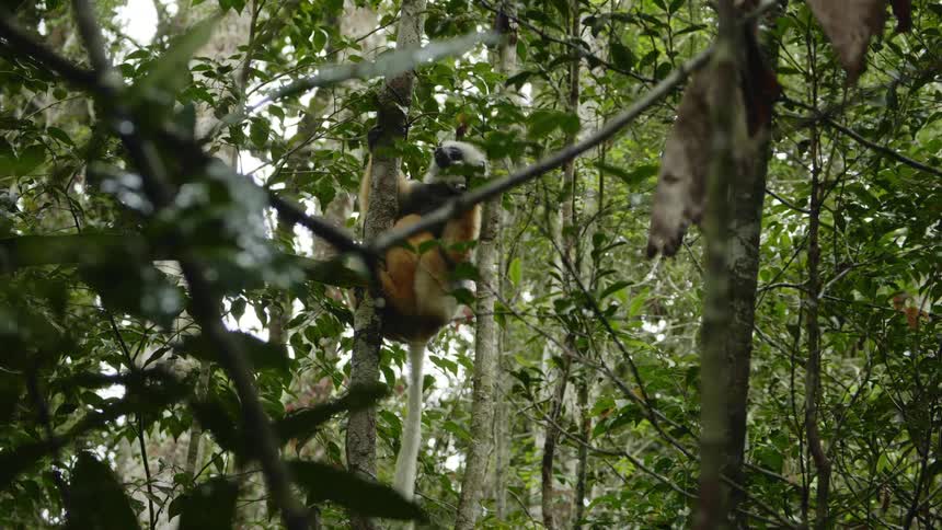 A wild animal eats leaves in a forest tree