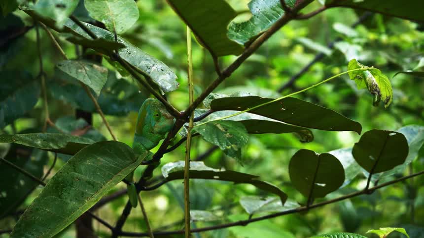A close up of a leaf in a forest is displayed