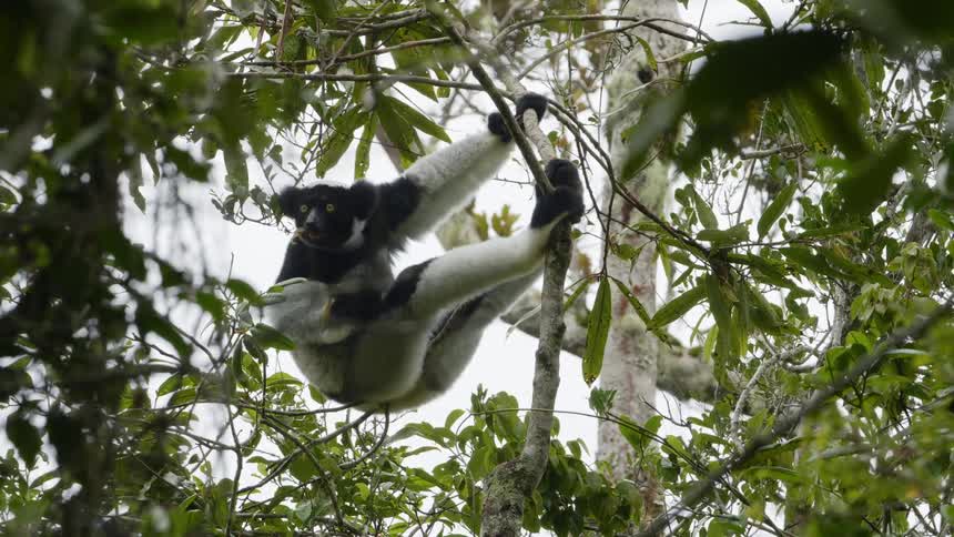 A lemur hangs from a branch by its feet as it eats a leaf