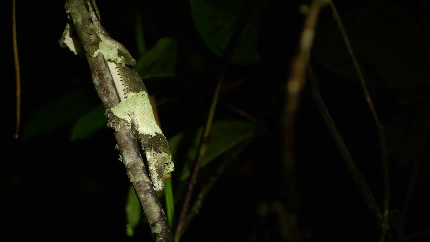 Lizard sleeping on the branch of a tree at night