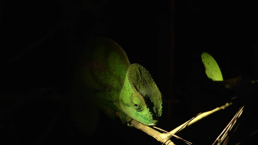 A chameleon on a branch at night with a spotlight shining on it