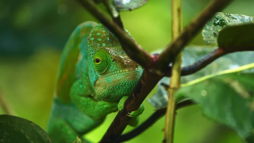 Chameleon clings to stem moving one eye around to look