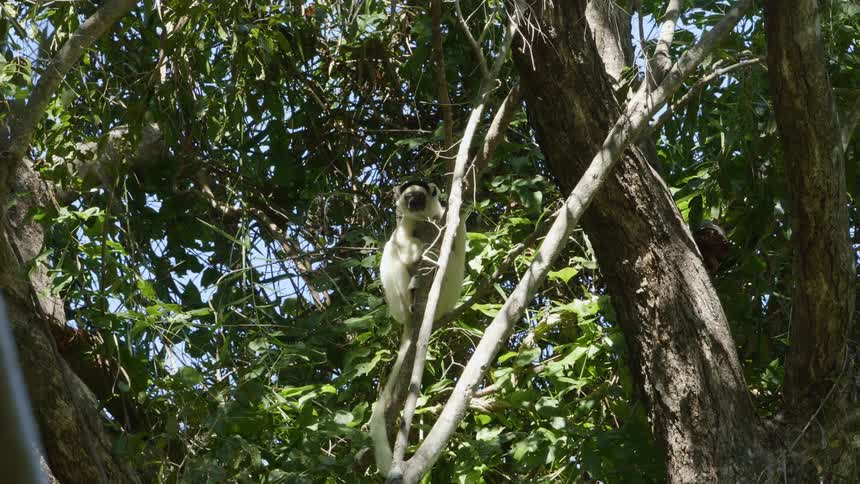 Animal sits on the branch of a tree