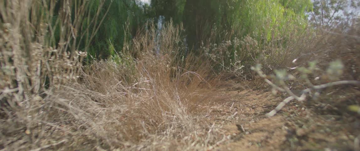 The small path is surrounded by shrubbery