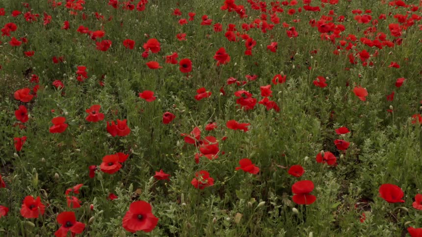 Red poppiesin a meadow on a summer day