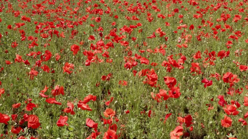 Red poppies in a meadow on a summer day