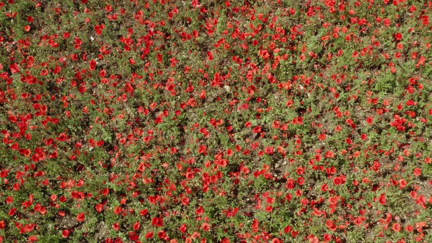 Red flowers in a meadow on a summer day