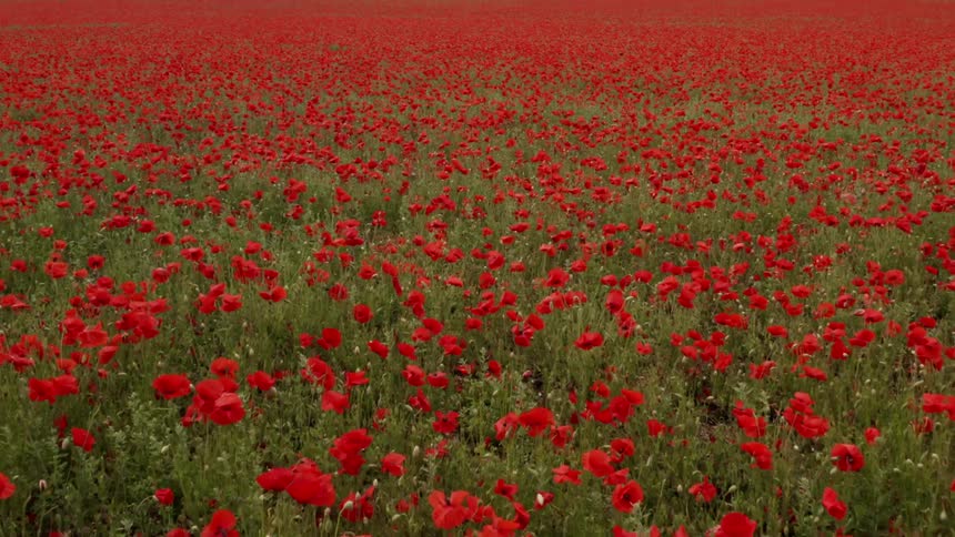 Flowers are covering the grassland area