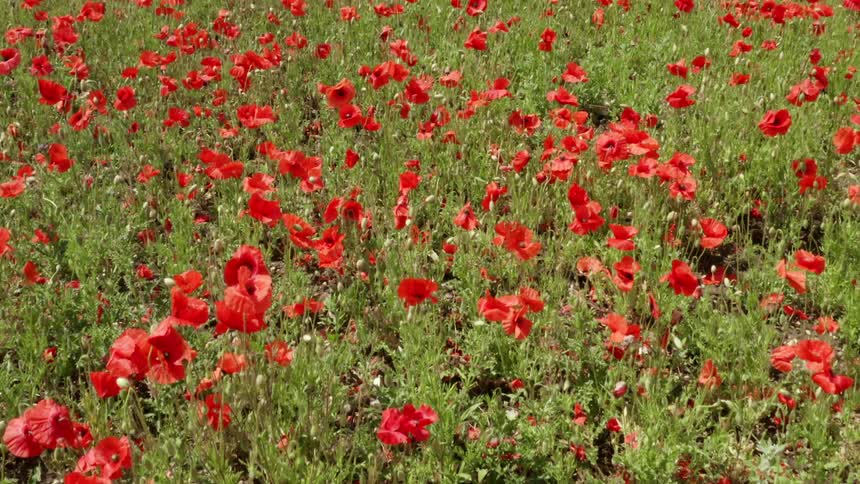 A field of flowers