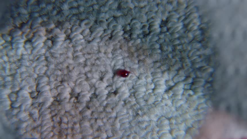 A drop of blood is on the rug