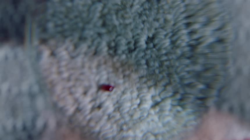 A drop of blood on a carpet under a magnifying glass