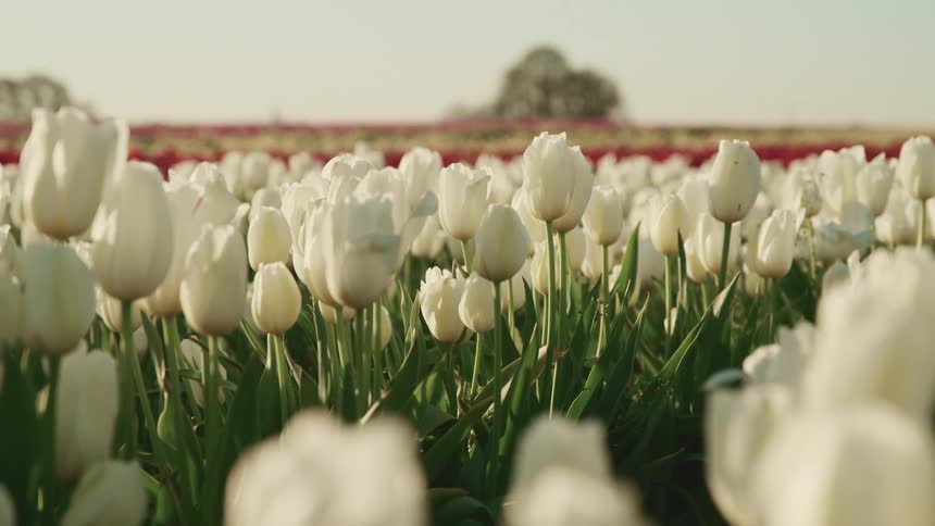 View of tulip fields with white and red tulips