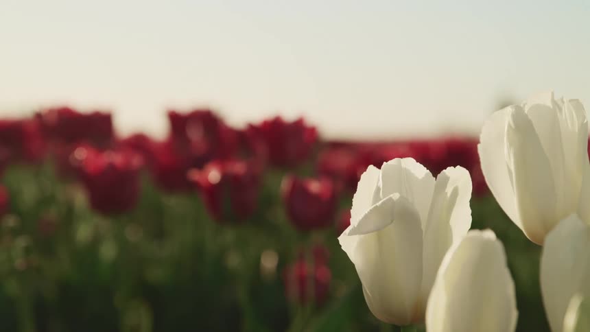 Red and white tulips grow tall in a field