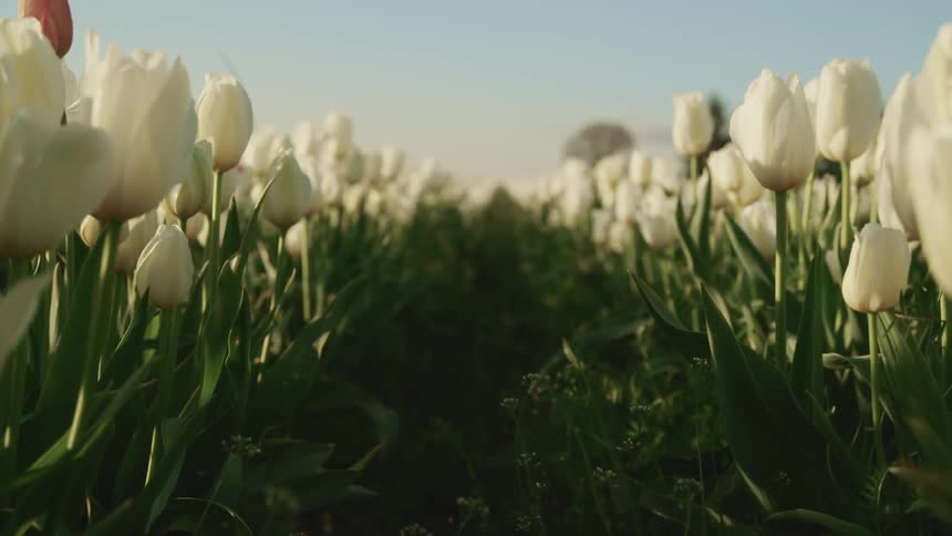 A field of white flowers on a sunny day