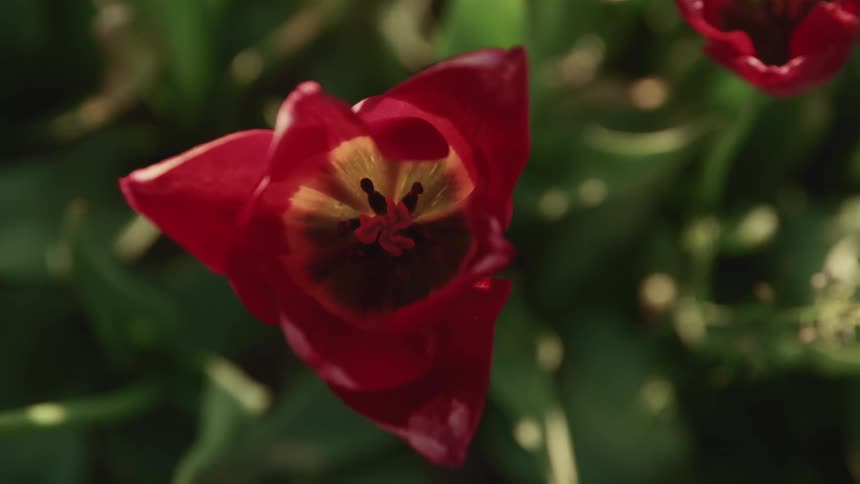 Close up of a flower