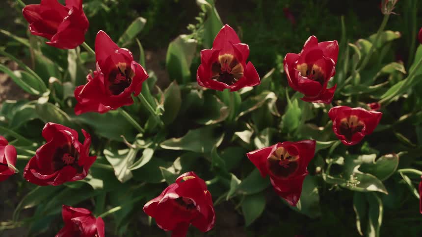Red tulips outside on a spring day