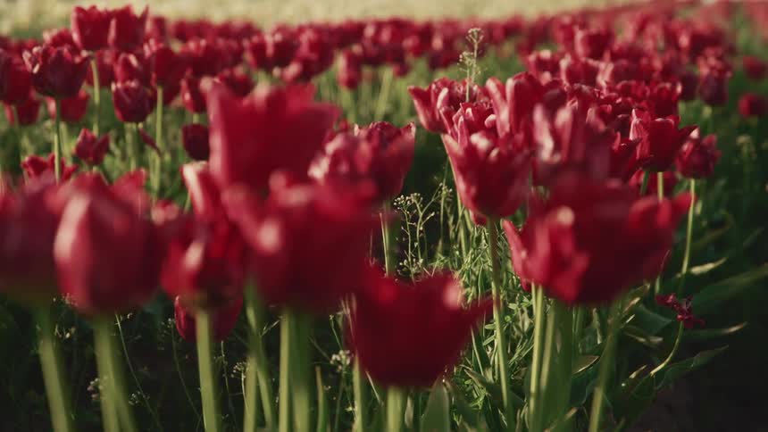 A field of tulips