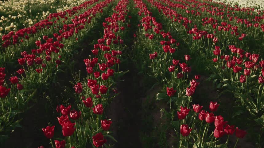 A field full of rows of blooming flowers