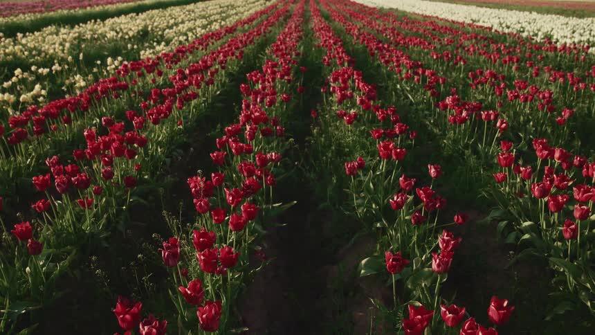 View of tulip fields with red white and orange tulips