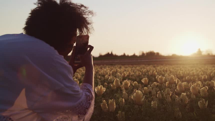 A person uses a cell phone to take a photo of a field of flowers against the low horizon sun
