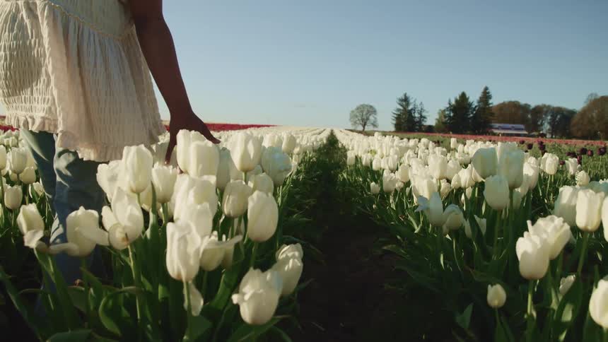 A woman is walking through a field of flowers