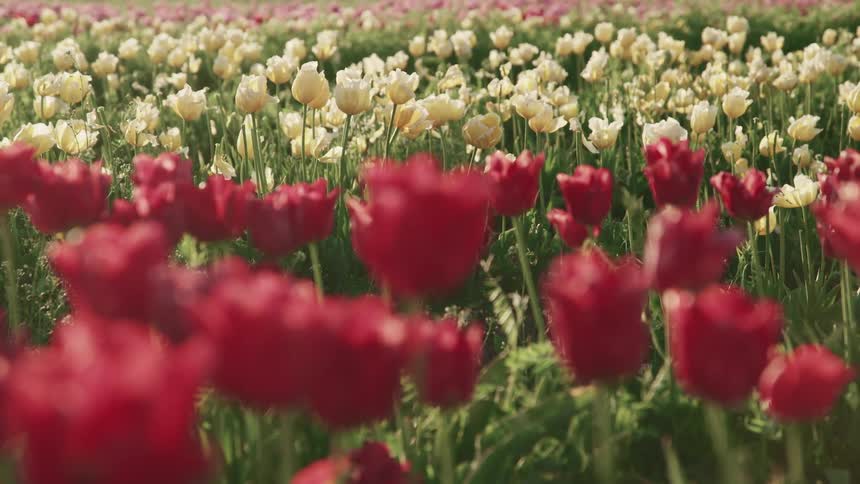 View of tulip fields with red white tulips