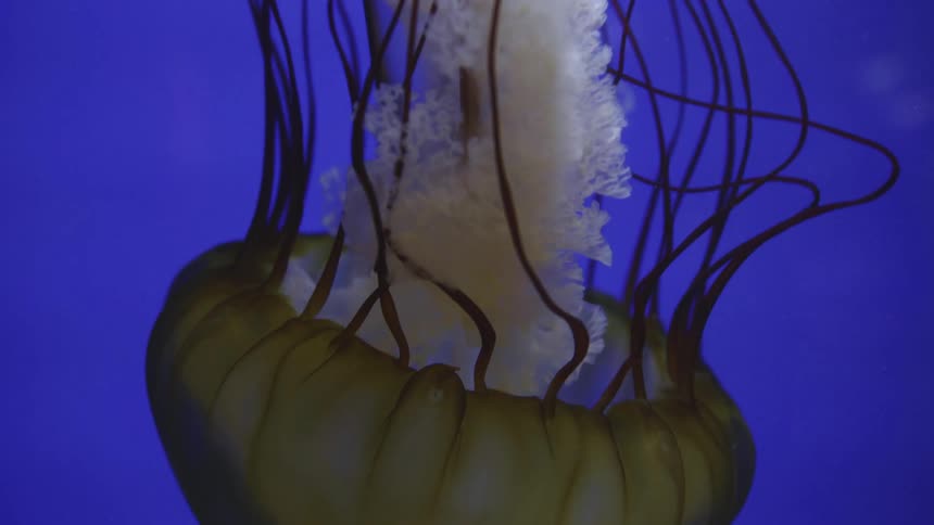 A jellyfish swimming in blue water