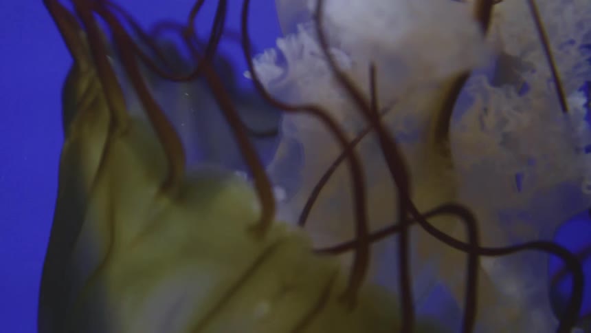 A jellyfish swims underwater in an ocean