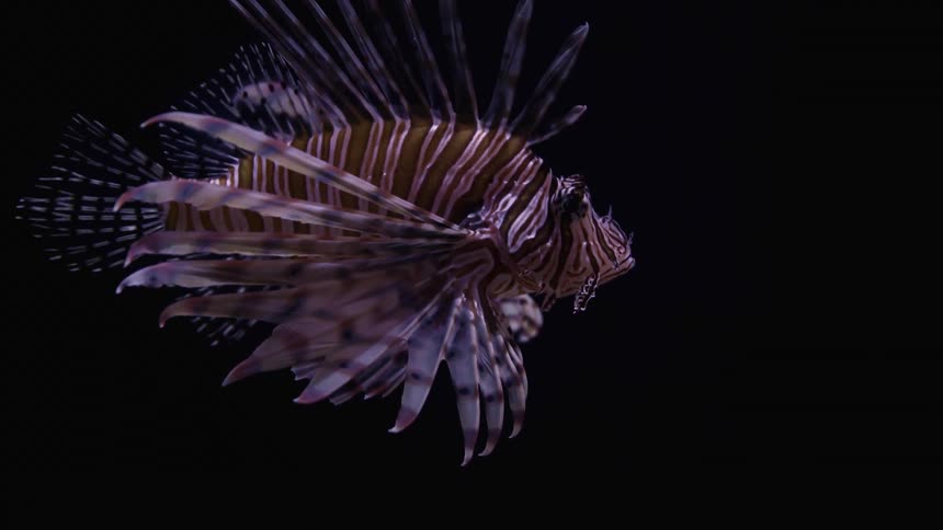Lion fish swims against black background