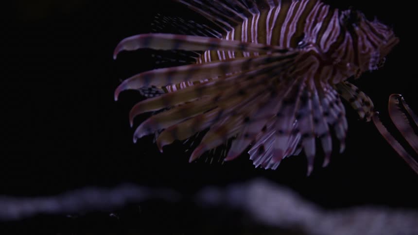A zebra fish swimming underwater