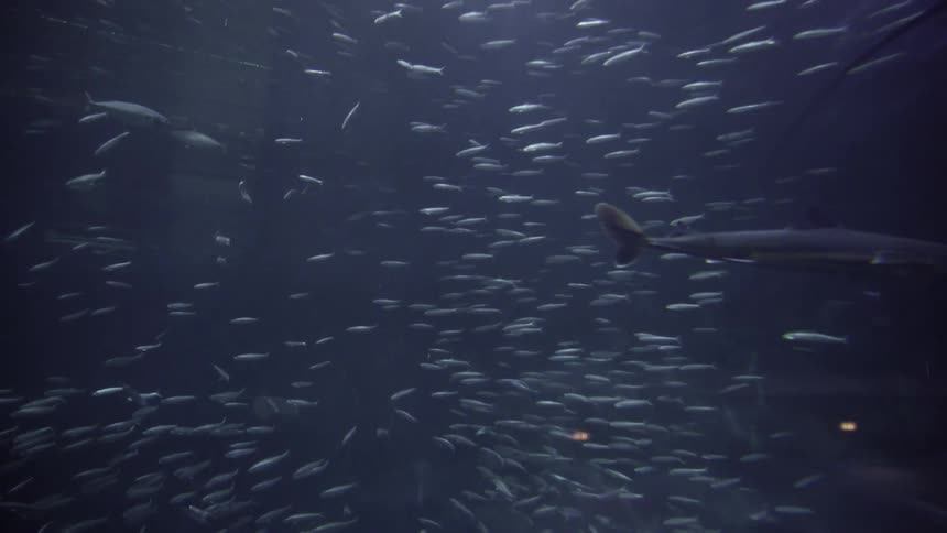 Fish swimming underwater with sunlight above
