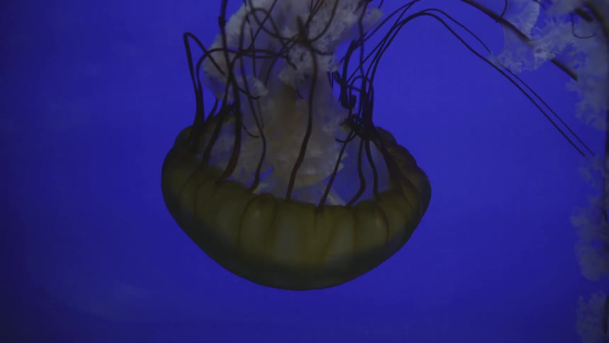 Underwater footage of a jellyfish swimming in the blue ocean waters