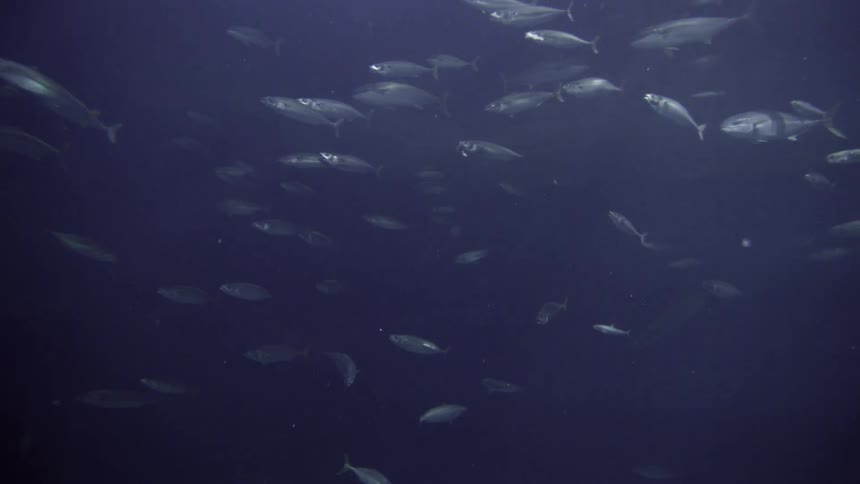 Fish swimming under water